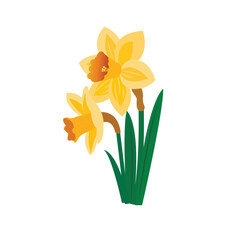 A single daffodil flower. A vibrant yet natural spring color palette, soft pastels on a white background.