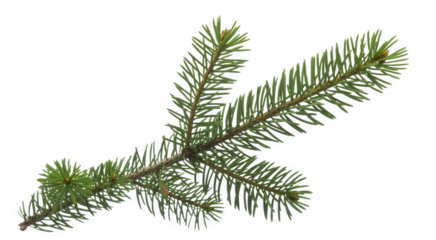 Green Pine Tree Branch Isolated green leaves nature isolated on a transparent background