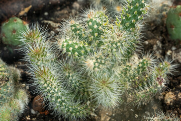cactus close up macro detail of spiny cactuses