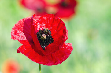 Vibrant Red Poppy Flower with Bees for Pollination Against a Blurred Green Background Highlighting Nature's Beauty