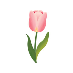 A single tulip flower. A vibrant yet natural spring color palette, soft pastel tones, on a white background.