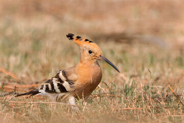 Eurasian Hoopoe, Common Hoopoe (Upupa epops) is foraging on grass field in a green blurred background. West Bengal, India. Hoopoe is the most widespread species of the genus Upupa, native to Europe, A © Shubhrojyoti