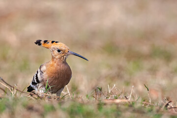 Eurasian Hoopoe, Common Hoopoe (Upupa epops) is foraging on grass field in a green blurred background. West Bengal, India. Hoopoe is the most widespread species of the genus Upupa, native to Europe, A © Shubhrojyoti