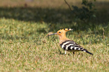 Eurasian Hoopoe, Common Hoopoe (Upupa epops) is foraging on grass field in a green blurred background. West Bengal, India. Hoopoe is the most widespread species of the genus Upupa, native to Europe, A © Shubhrojyoti