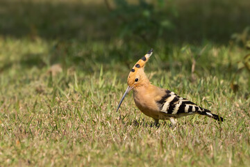 Eurasian Hoopoe (Upupa epops) is foraging on grass field in green blurred background. West Bengal, India. This is widespread species of genus Upupa, native to Europe, Asia and northern half of Africa © Shubhrojyoti