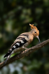 A Common Hoopoe or Eurasian Hoopoe (Upupa epops) perched on a tree branch in a green blurred background. West Bengal, India. © Shubhrojyoti
