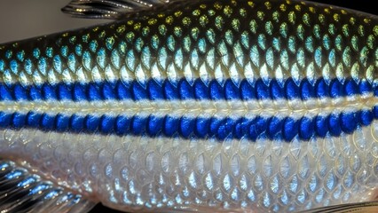 Close-up of Sardine Fish Scales Shining. © MDigital Art Studio