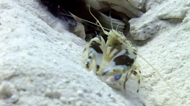 Observe a colorful Mantis Shrimp working diligently. The invertebrate digs a burrow in the sandy sea floor. This crustacean builds a home near a vibrant Coral Reef.