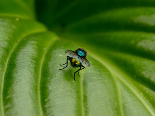 Fototapeta premium Single small fly standing on green leaf, minimal macro composition with soft background.