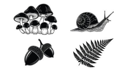 A vintage illustration featuring mushrooms a snail acorns and a fern frond © MITHUN