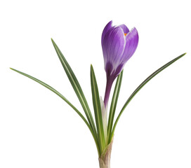 Naklejka premium Purple Crocus Flower with Green Leaves isolated on a transparent background