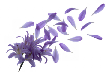 Purple flower petals falling from lilies isolated on a transparent background