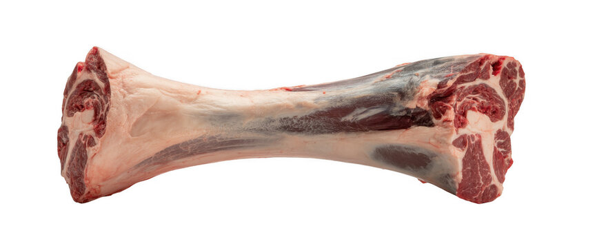 Raw beef bone with marrow and meat on ends isolated on a transparent background
