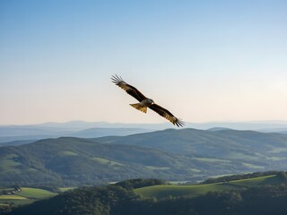 Hawk Flying Over Green Rolling Hills at Sunset