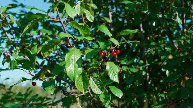 A branch of alder buckthorn (Frangula alnus), also called black alder buckthorn or glossy buckthorn, sways in the wind. It has black and red round berries. Close-up shot.