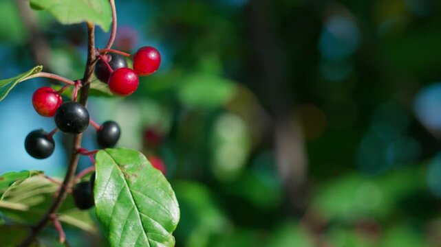 A branch of alder buckthorn (Frangula alnus), also called black alder buckthorn or glossy buckthorn, sways in the wind. It has black and red round berries. Close-up shot.