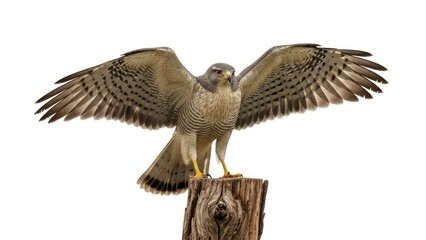 Obraz premium powerful falcon perched on wooden post with wings fully spread showcasing intricate feather details