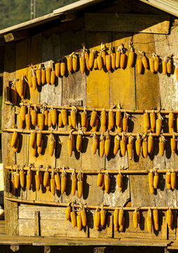 View of golden corn cobs suspended on a wooden wall, creating a textured tapestry of rural charm, Yen Bai, Vietnam.