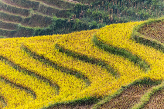View of vibrant golden rice terraces cascade down the hillsides, a stunning display of agricultural artistry against the rugged terrain, Yen Bai, Vietnam.