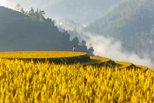 View of a lone figure walking along the edge of golden rice terraces under a hazy sky, with mountains in the background, Yen Bai, Vietnam.