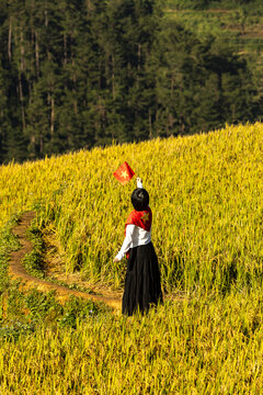 View of a vibrant golden rice field where a figure in dark and white clothing throws an orange hat, contrasted against a backdrop of dense green trees, Yen Bai, Vietnam.