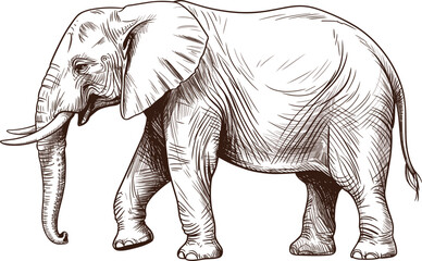 Hand drawn safari wildlife illustration, majestic elephant bull drawing for nature design. © Masud