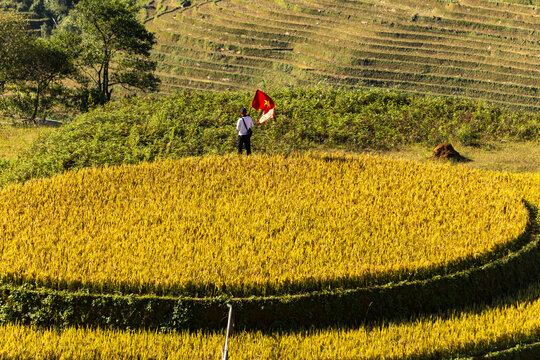 View of a lone figure stands amidst terraced fields of golden rice, waving the Vietnamese flag against the backdrop of Yen Bai's lush landscape, Yen Bai, Vietnam.