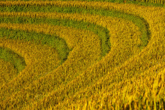 View of golden and green rice terraces cascade down the hillsides, creating a mesmerizing pattern of agriculture and nature, Yen Bai, Vietnam.
