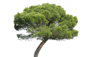 Small green tree with dense foliage on black small tree plant isolated on a transparent background