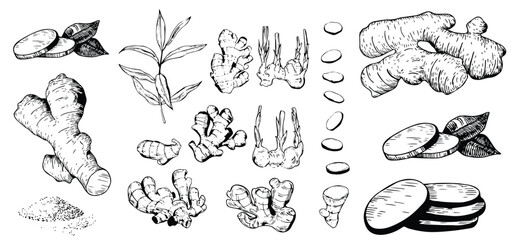 A large set of ginger spice plants illustrated in a hand-drawn vintage painting style. Great for labels, banners, and stock illustration use.