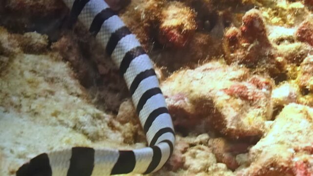 Observe this captivating daytime display of a Banded sea krait gracefully moving along the ocean floor. The snake winds its way through colorful coral, showcasing its striking black and white markings
