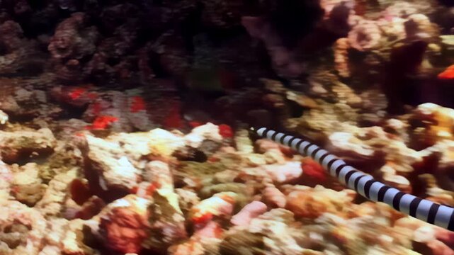 Observe a Banded Sea Krait, a venomous snake, gliding through the Coral reefs. This Serpent searches for food in the warm waters of Anilao, Batangas in the Philippines during daytime.