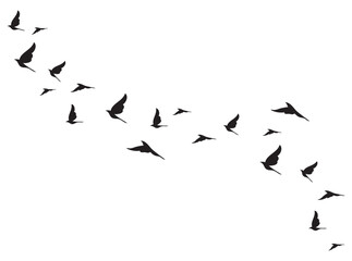 silhouette of flying birds, flock of seagulls