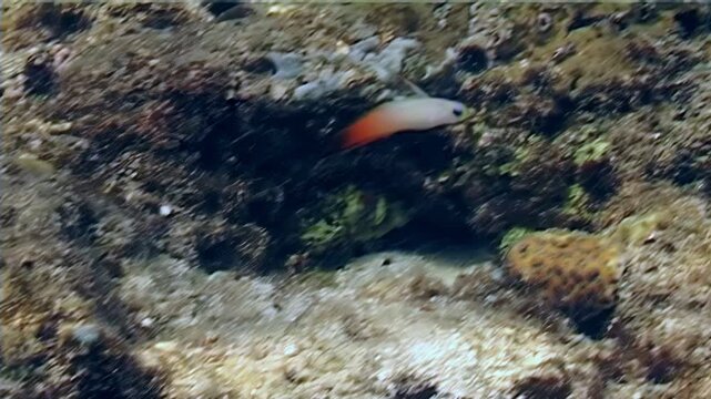An elegant fire dartfish swims among coral in the clear waters near Papua New Guinea. This small fish with its bright colors makes its home around the islands of Indonesia.