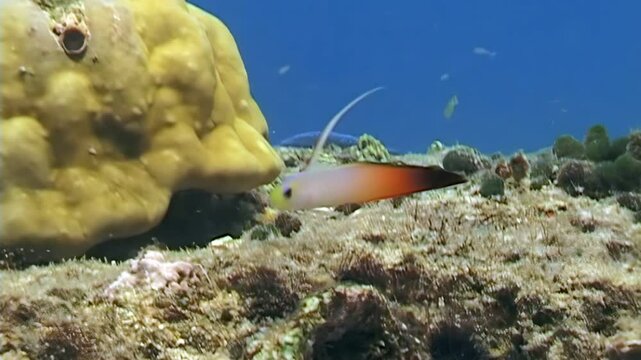 Observe a fire dartfish swimming among coral and other sea life. Captured in the waters surrounding Papua New Guinea, the fish gracefully moves near rocks and the ocean floor.