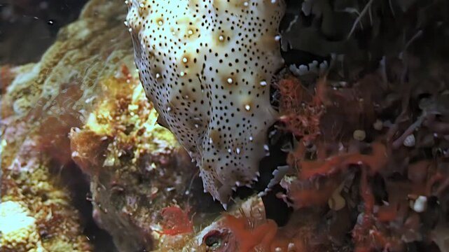 Observe the spotted sea cucumber peacefully eating along the vibrant coral reef. This underwater spectacle was captured near the islands of Papua New Guinea in the clear ocean waters.