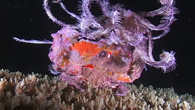 A decorator crab, from the Majidae family, carefully places parts of a sea lily onto its shell for camouflage. This happens amongst the reefs of Papua New Guinea and Indonesia.