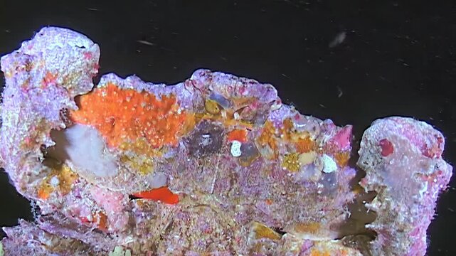 A decorator crab, from the Majidae family, moves slowly along vibrant coral reef. Discovered near the islands of Papua New Guinea and Indonesia during a late night dive.