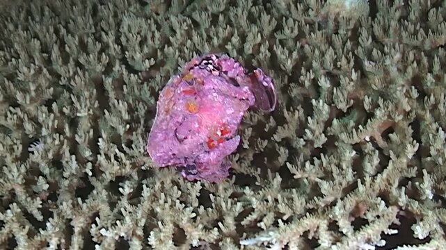 A decorator crab, from the Majidae family, blends into the coral reef in waters near the Islands of Papua New Guinea and Indonesia, using camouflage.