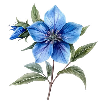 Borage Flower, vibrant painting vector in watercolor style with playful brushwork and lively colors, isolated on a white background.