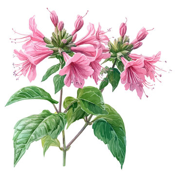 watercolor of Monarda Flower, hand-drawn, isolated on a white background.