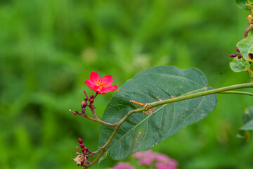 Peregrina or Jatropha integerrima. flower with disturbed pollen scattered over petals