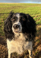 Springer Spaniel in the countryside with a rainbow, North Yorkshire, England, United Kingdom