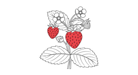 A botanical line art illustration of a strawberry plant with leaves and flowers, featuring two ripe red berries as a color accent.
