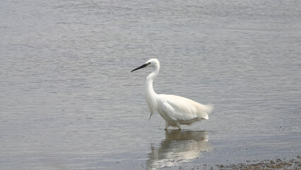 Fototapeta premium Petite Aigrette garzette blanche marchant de profil dans l'eau calme d'un étang