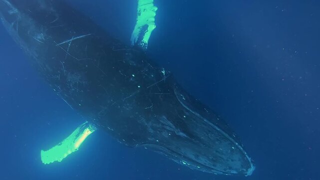 A Humpback Whale moves gracefully in the deep blue Pacific Ocean. Sunlight streams down, illuminating its long pectoral fins. The whale appears to be swimming effortlessly in the ocean.