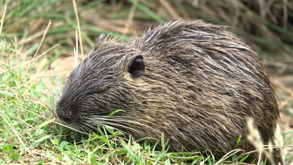 Fototapeta premium Portrait en gros plan de profil d'un ragondin (Myocastor coypus) dans l'herbe verte
