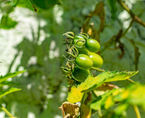 tomate cereja verde no galho
