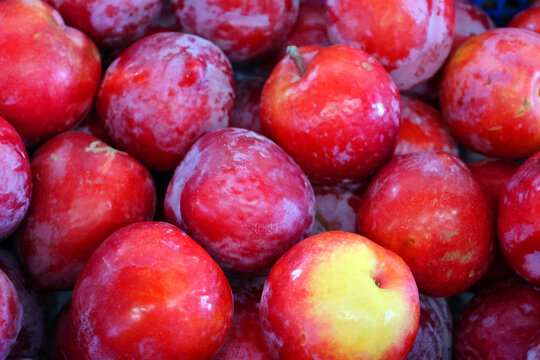 A plum is a fruit of some species in Prunus subg. Prunus. Mature plum fruits may have a dusty-white waxy coating that gives them a glaucous appearance