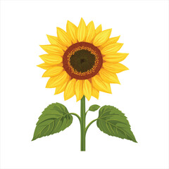 Obraz premium Vibrant sunflower with detailed petals and leaves